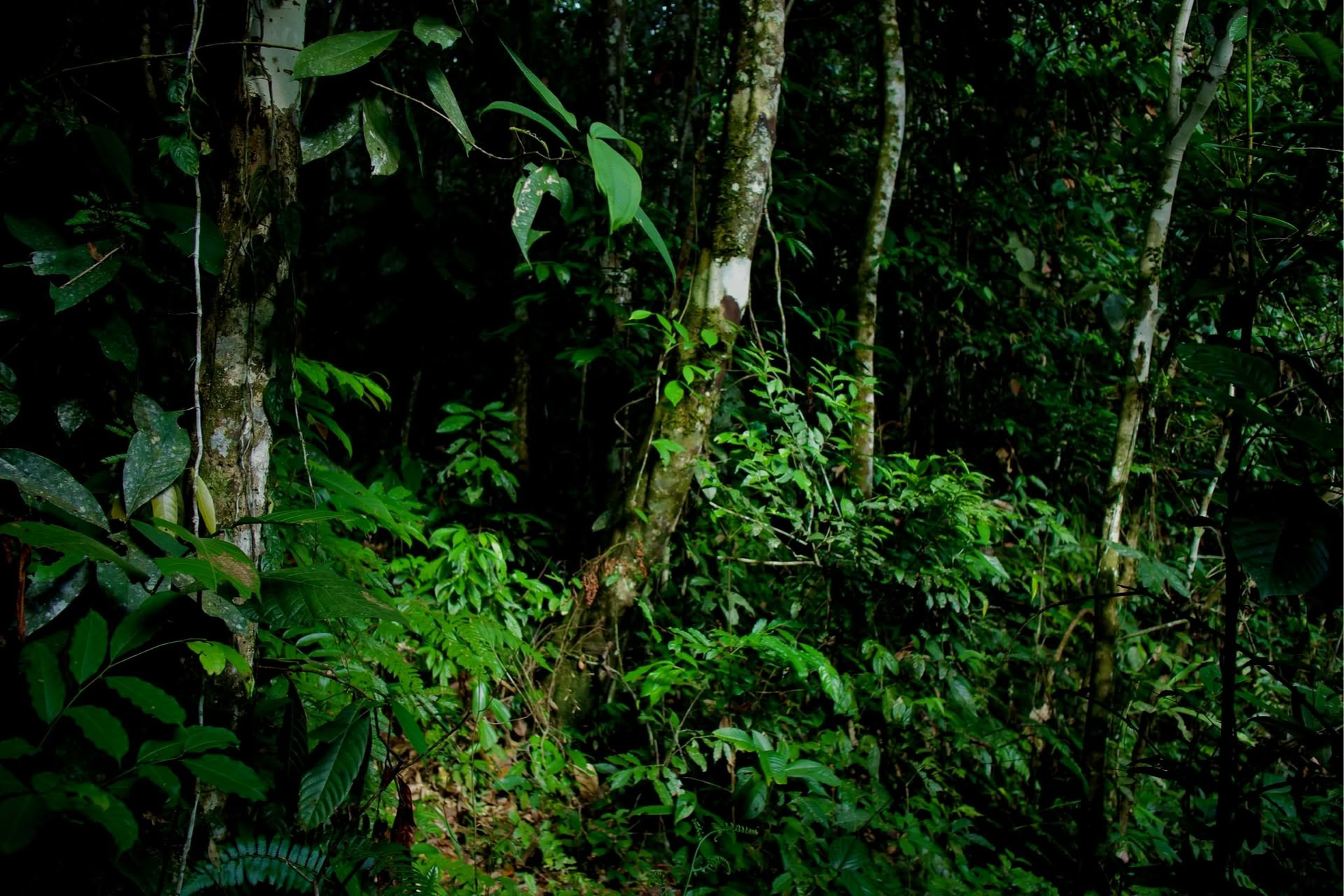 Privé jungle-ervaring