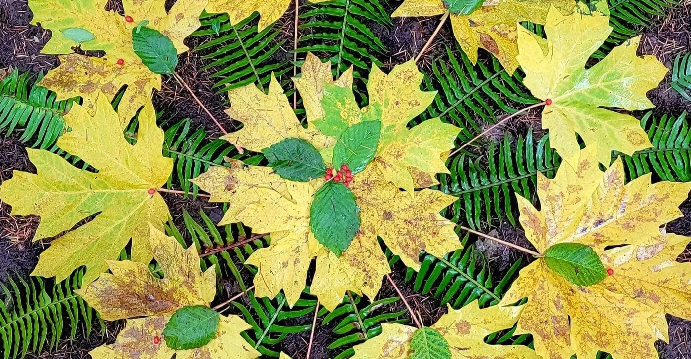 Kunst in het wild