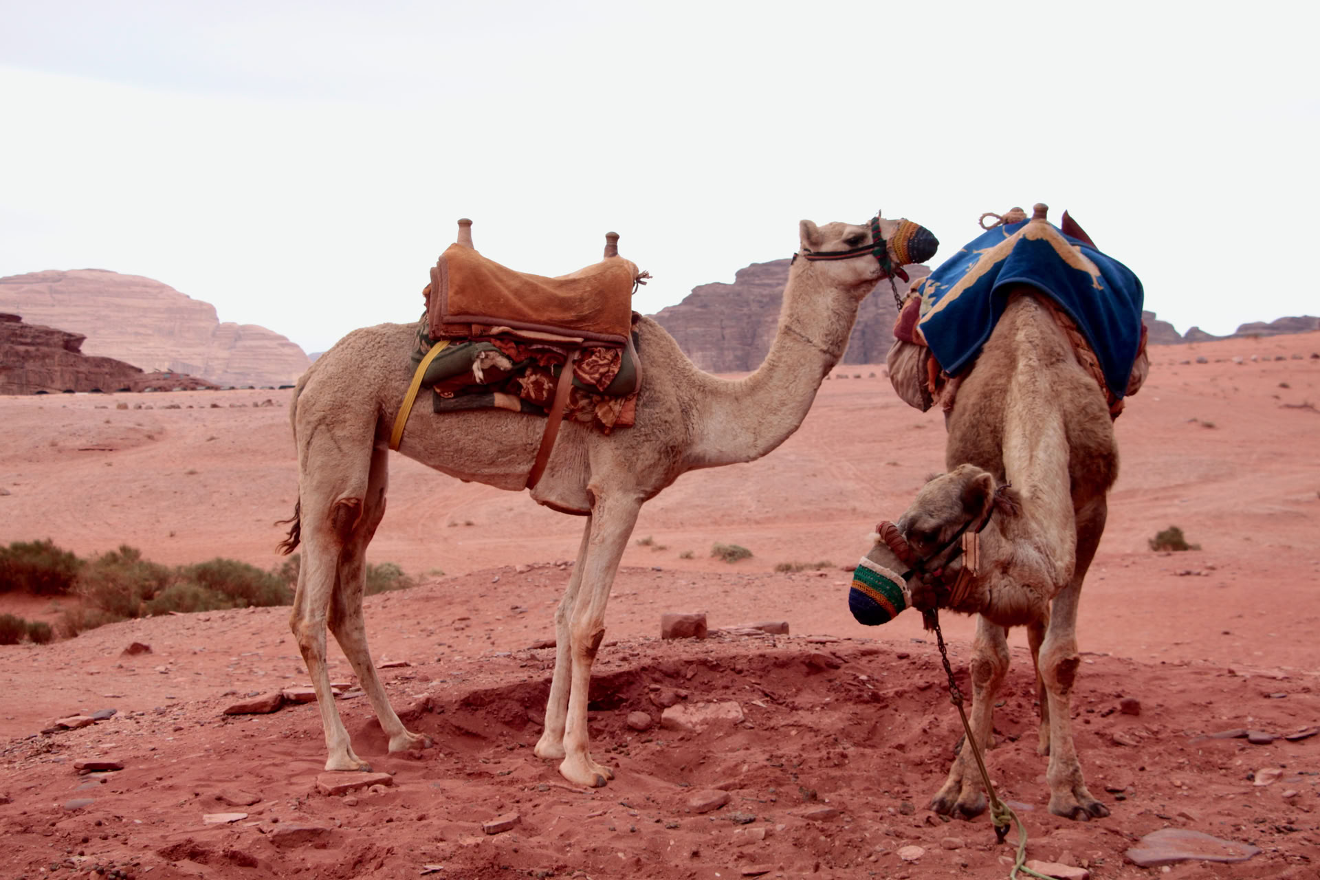 Kameeltrektocht in Wadi Rum