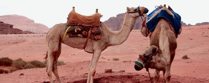 Kameeltrektocht in Wadi Rum