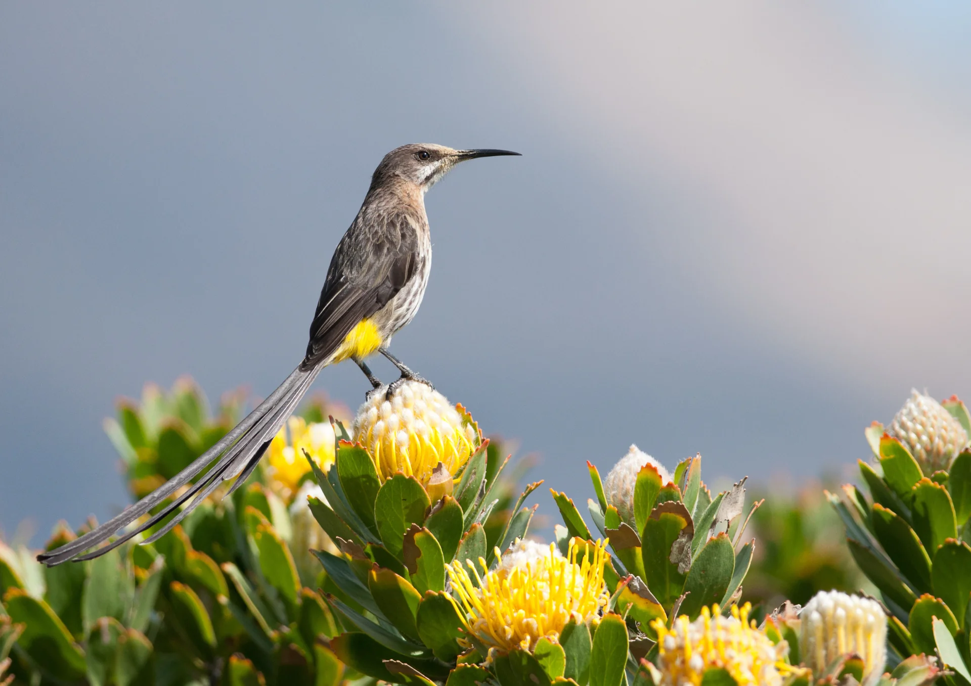 De wilde bloemenwandeling
