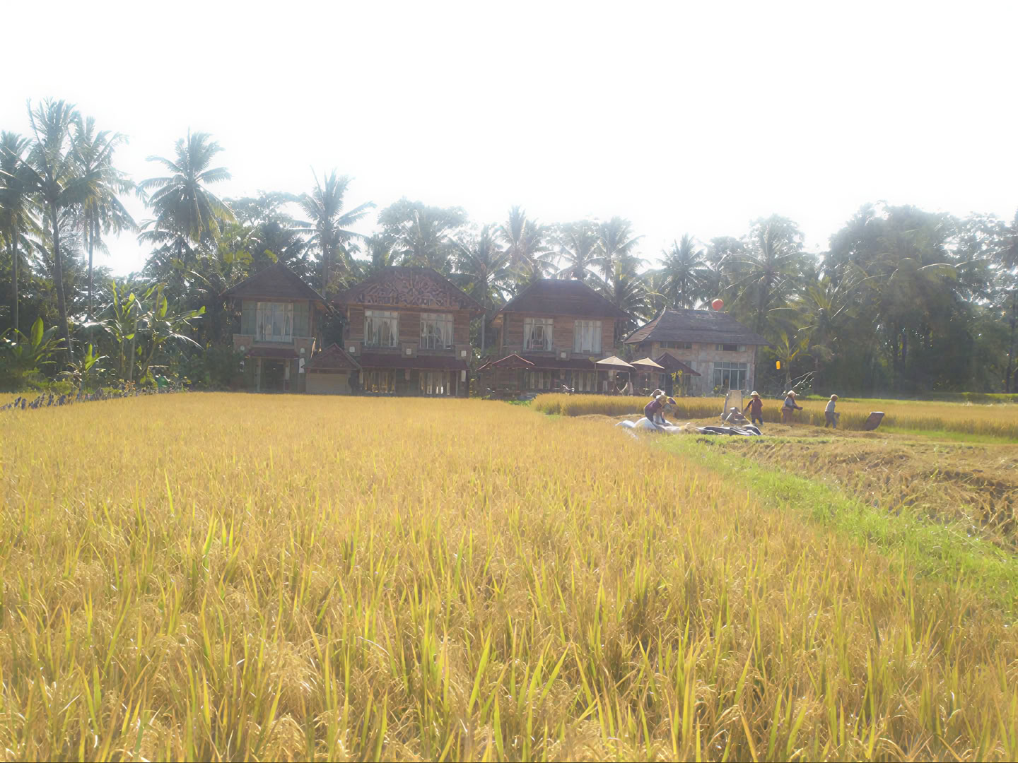 Onvergetelijke 7-daagse yogaretraite in Firefly Retreat Bali