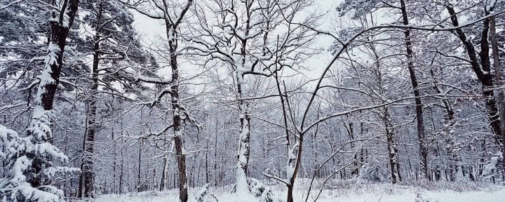 ForREST Retreat: Winterse Winterslaapweekend — Wilde Natuurretraites