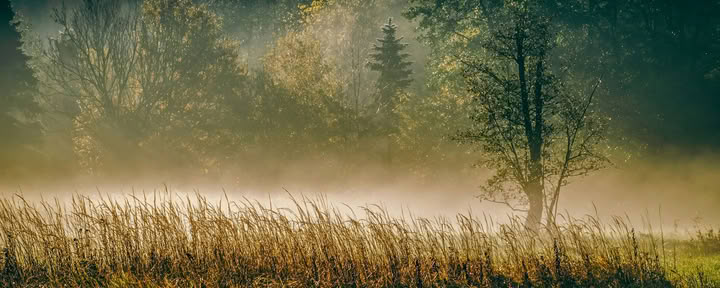 ForREST Retreat: Aardende herfstweekend — Wild Nature Retreats