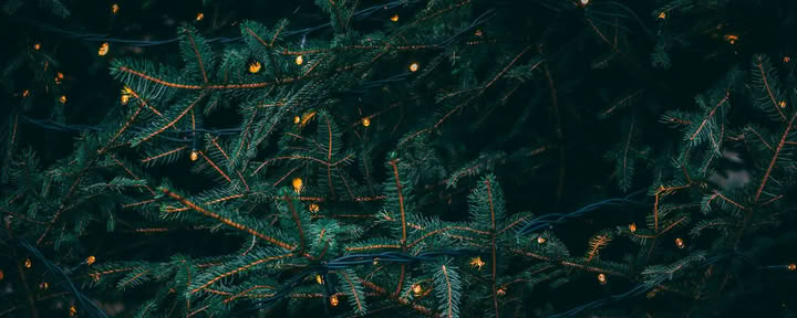 Winterzonnewende-retreat - 19-20 december, georganiseerd door Wild Nature met Erin Moe — Wild Nature Retreats