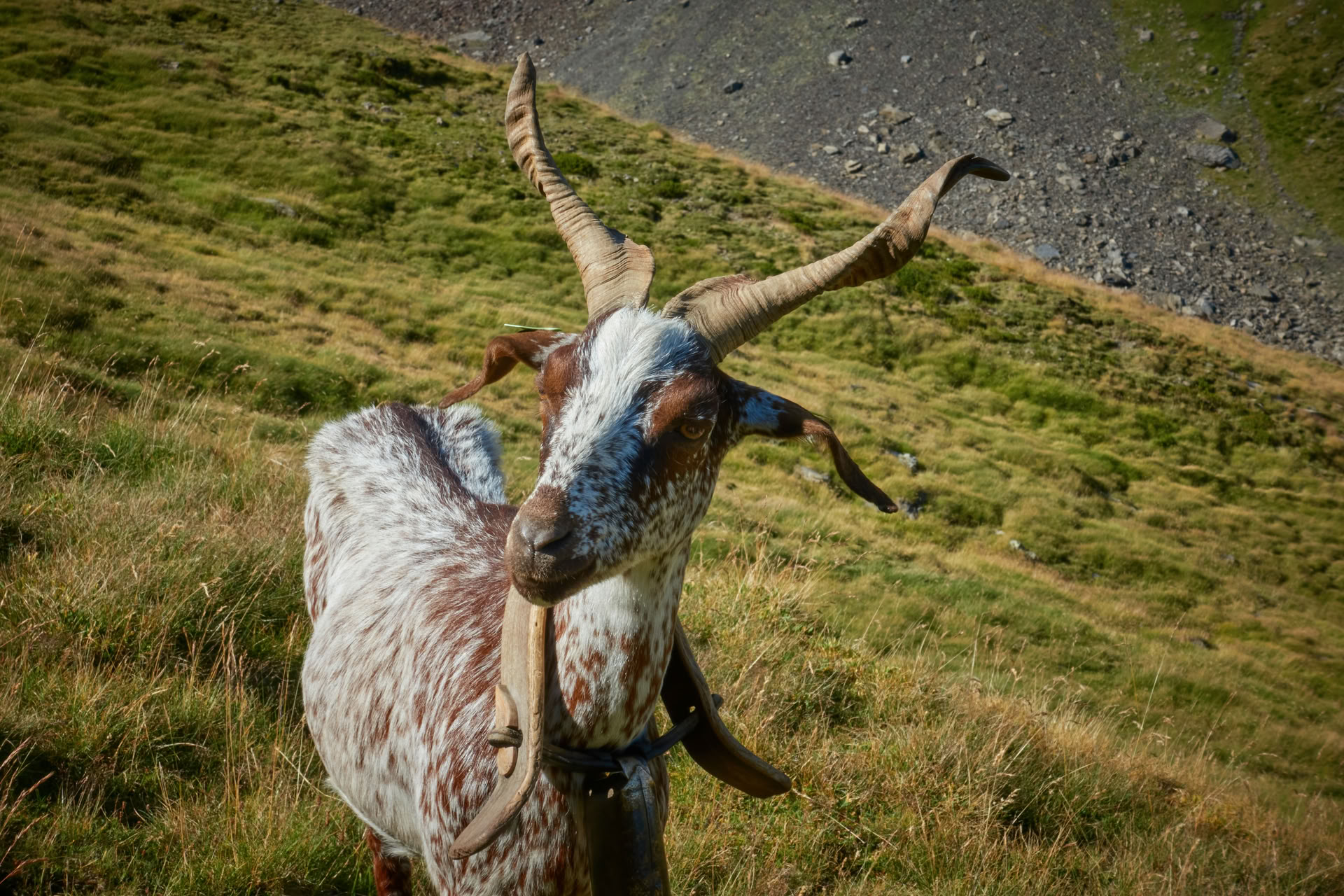 Op Mijn Manier Doen