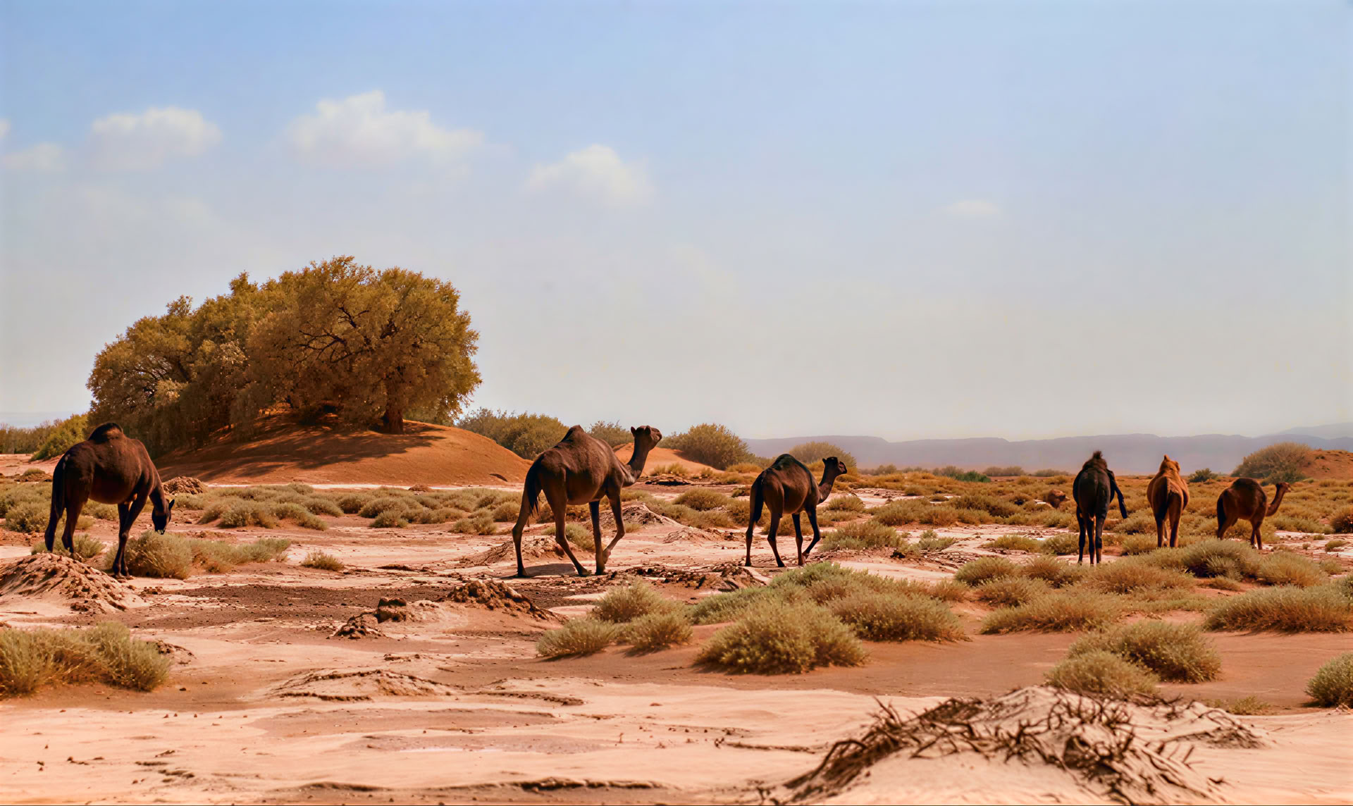 4-daagse tour van Casablanca naar Marrakesh via de woestijn