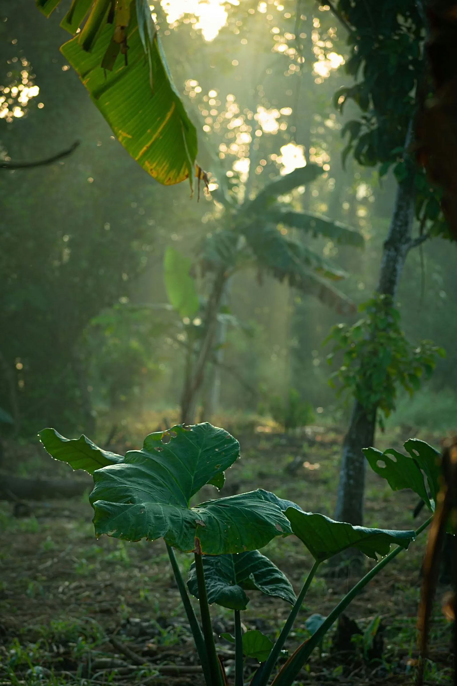 Sri Lanka-dagretraite