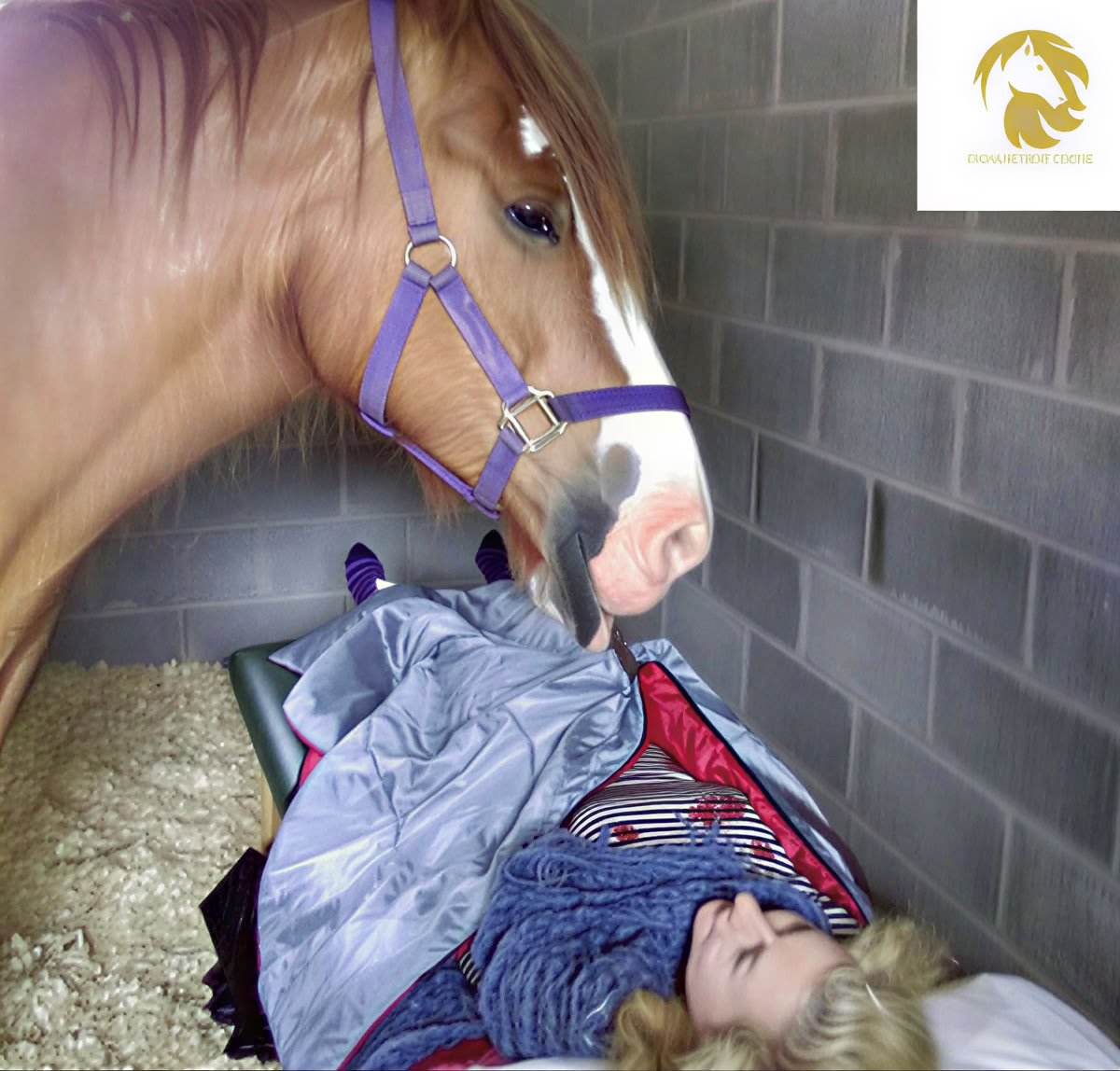 Paardentherapie 1-op-1