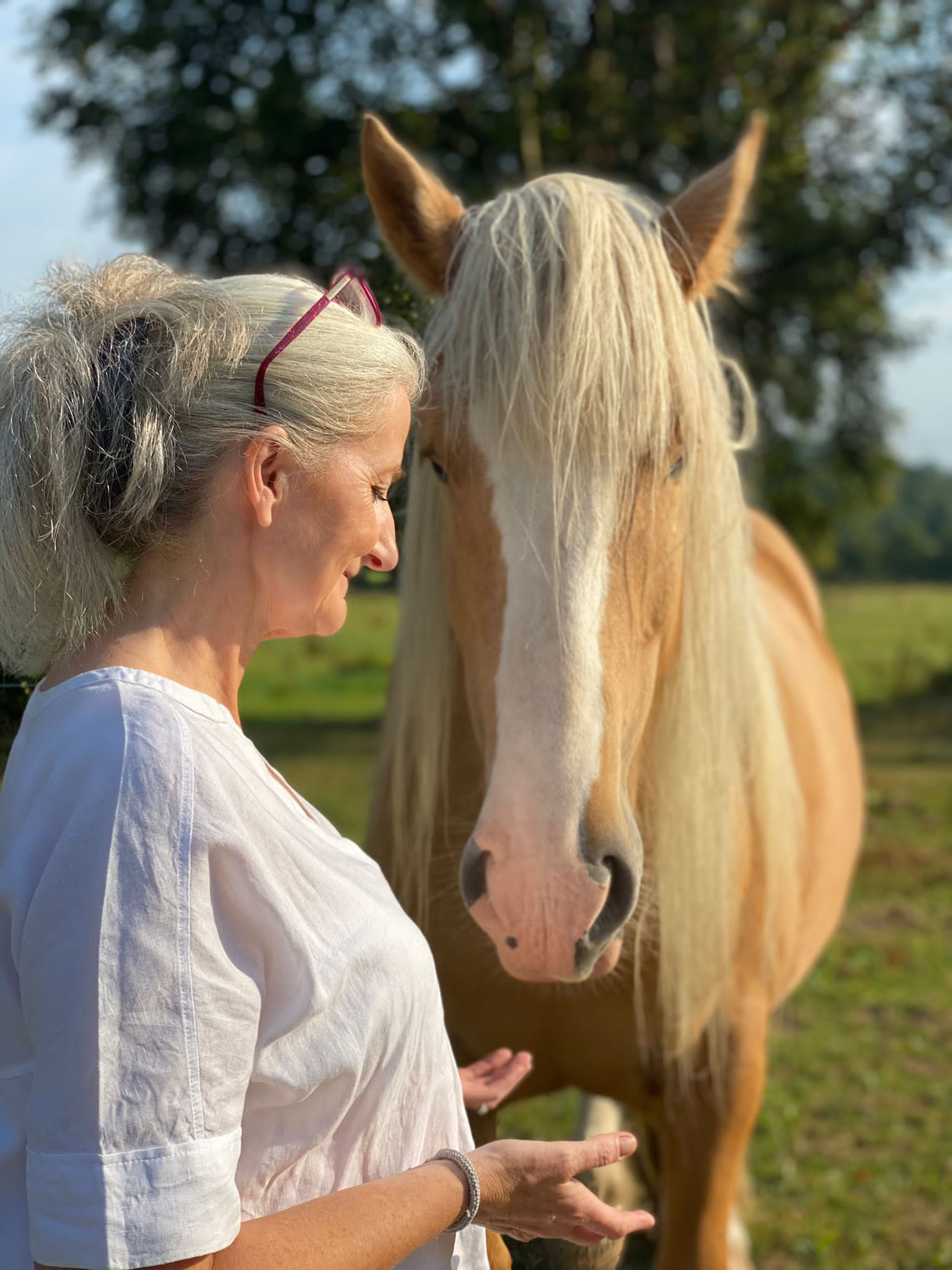 Stap in het partnerschap met de paarden