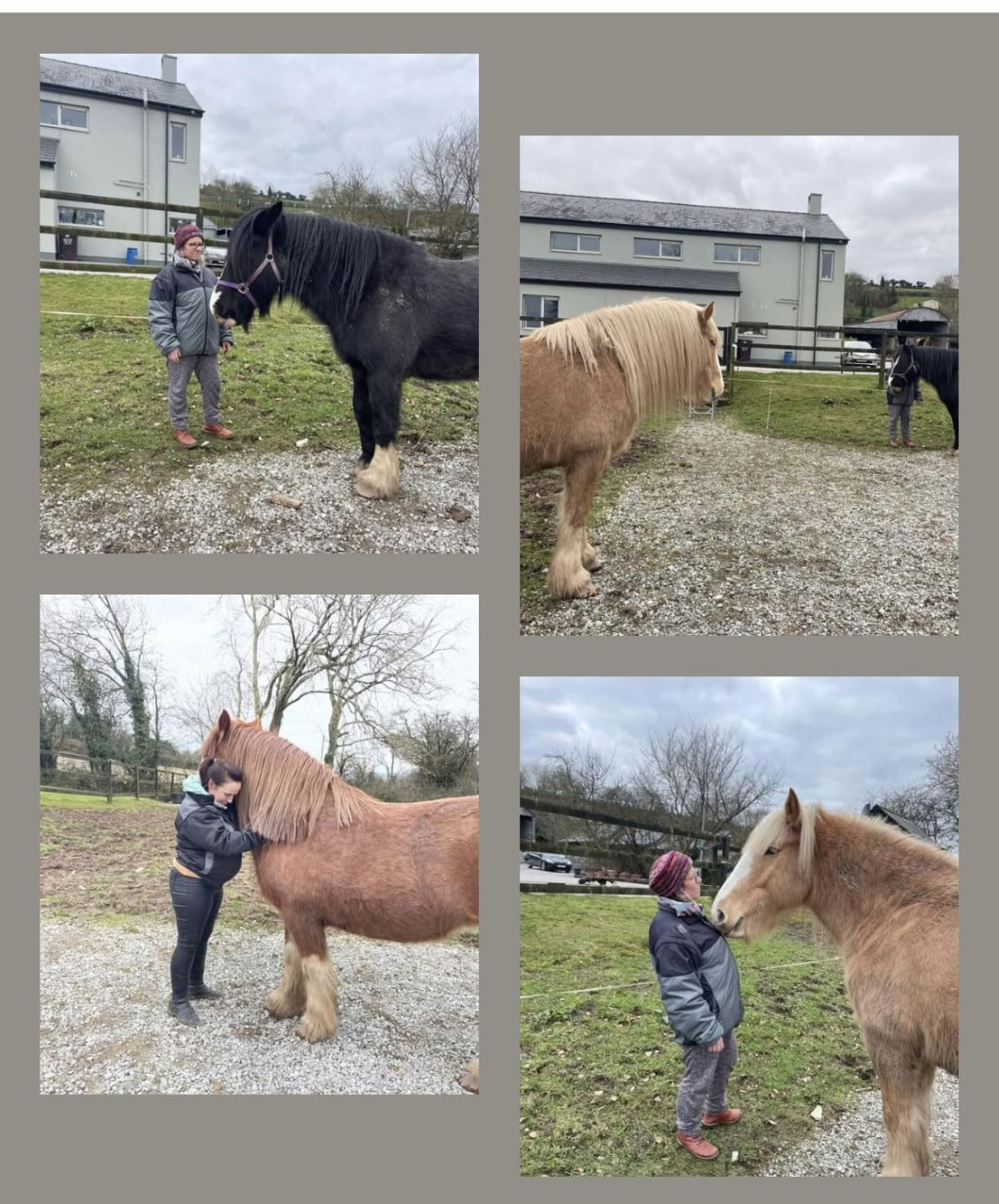 Stap in het partnerschap met de paarden