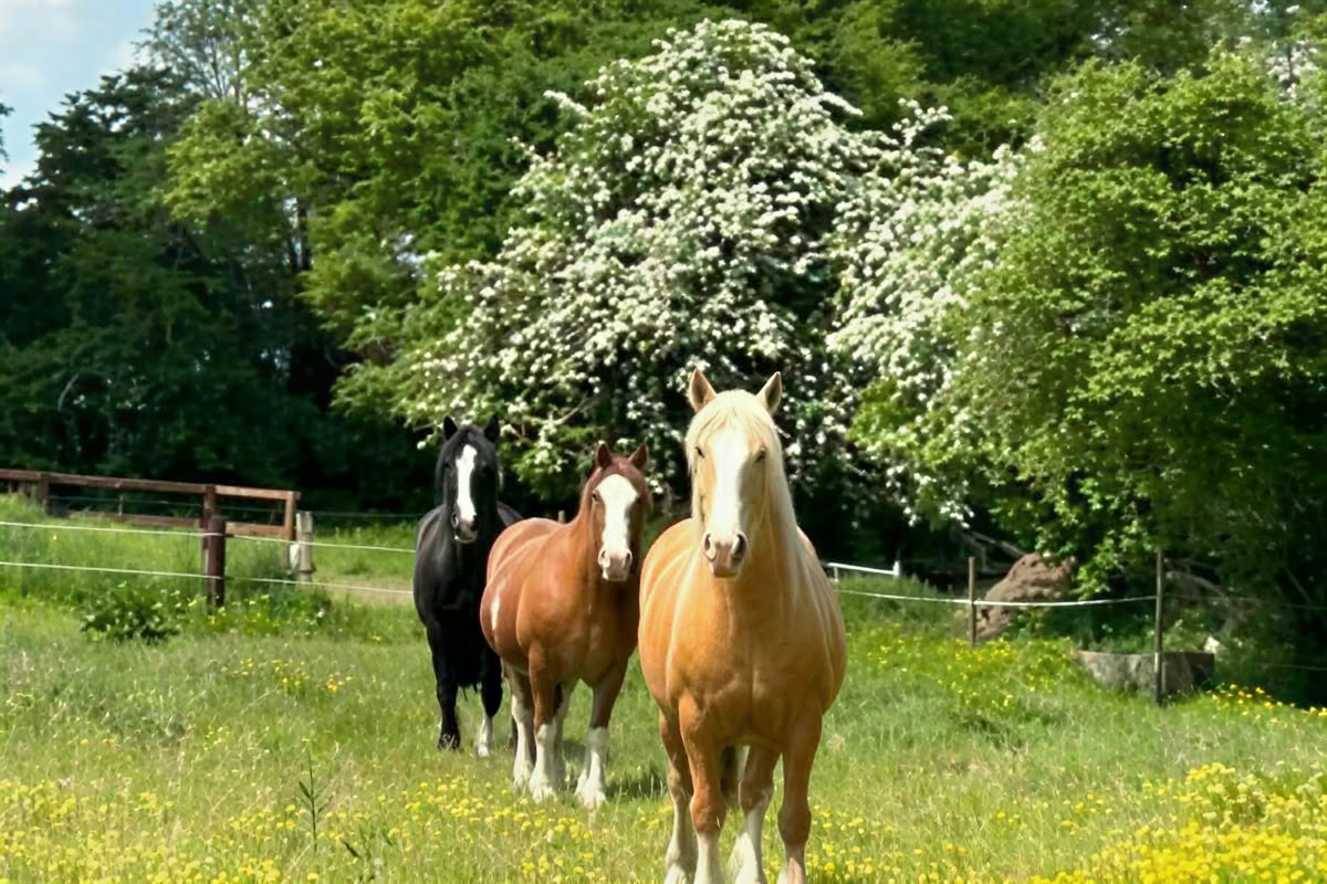 Stap in het partnerschap met de paarden