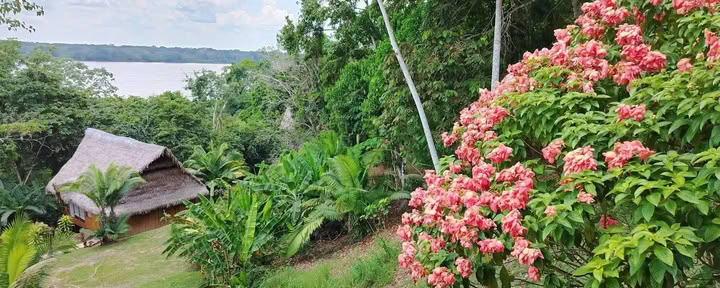 5-daagse ayahuasca- en san pedro-retreat