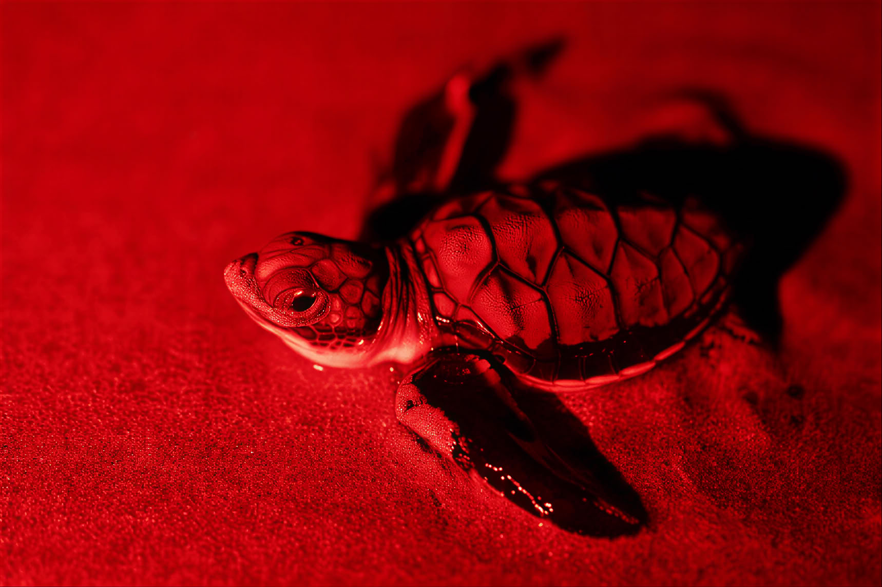 Schildpadden spotten