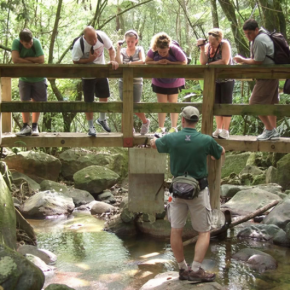 Nachtwandeling door het regenwoud van El Yunque