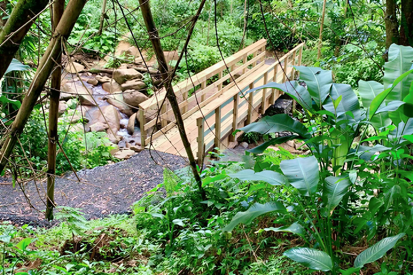 Wilde en Schilderachtige Wandeltocht door het Regenwoud naar een Avontuur aan de Rivier