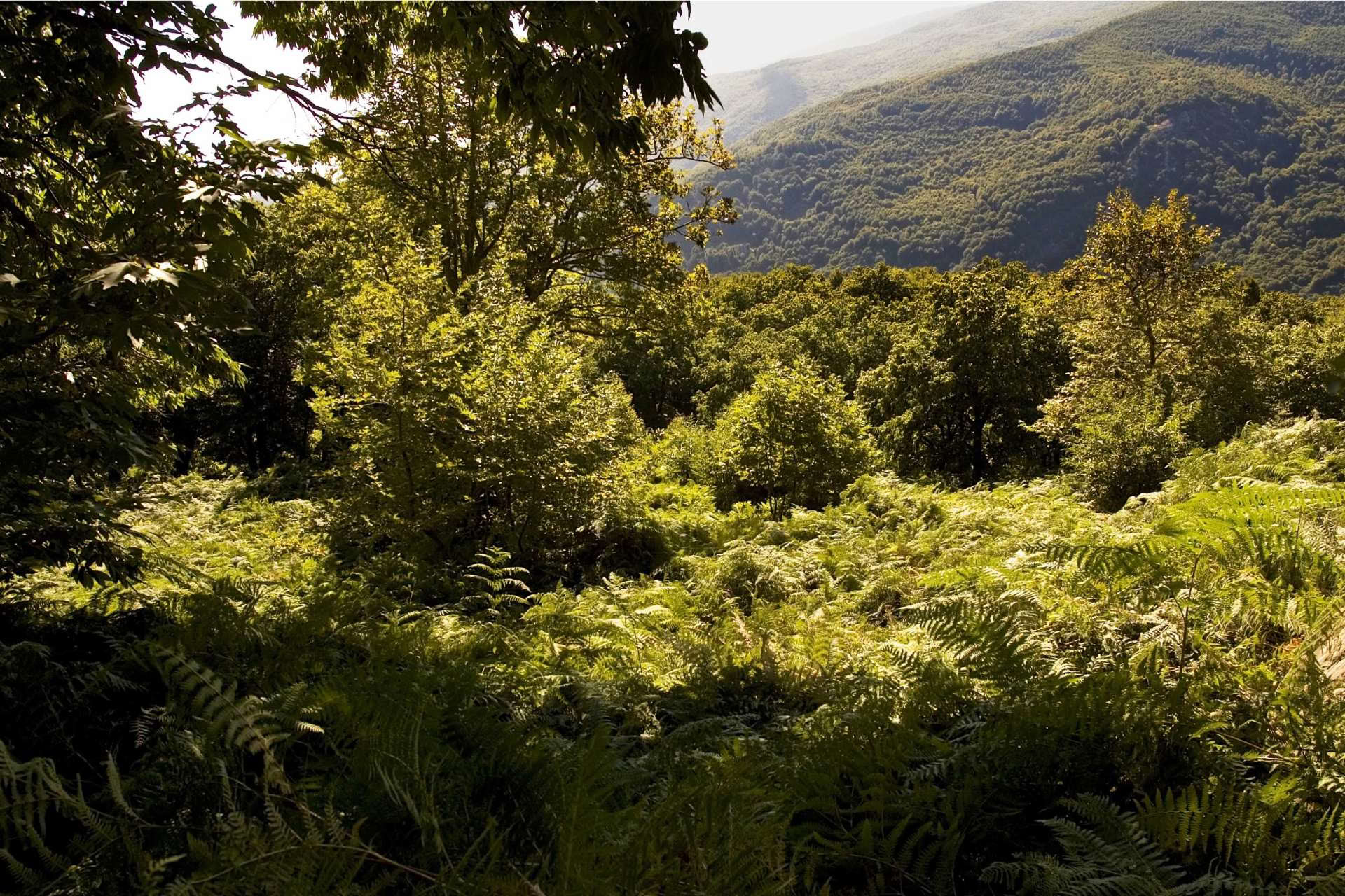 Ervaar de Elementen Retraite Pelion september 2026