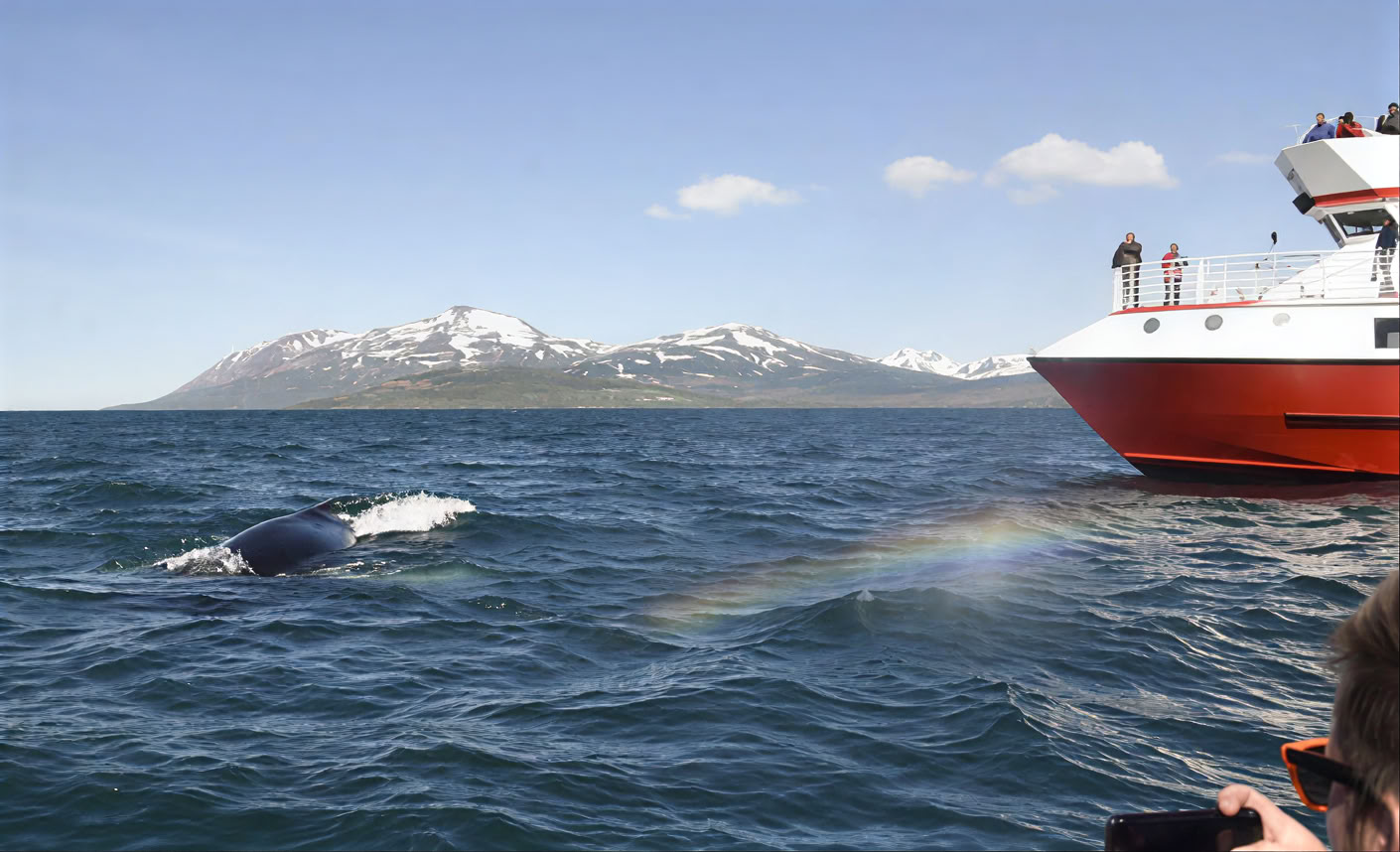 Walvissen spotten in Akureyri