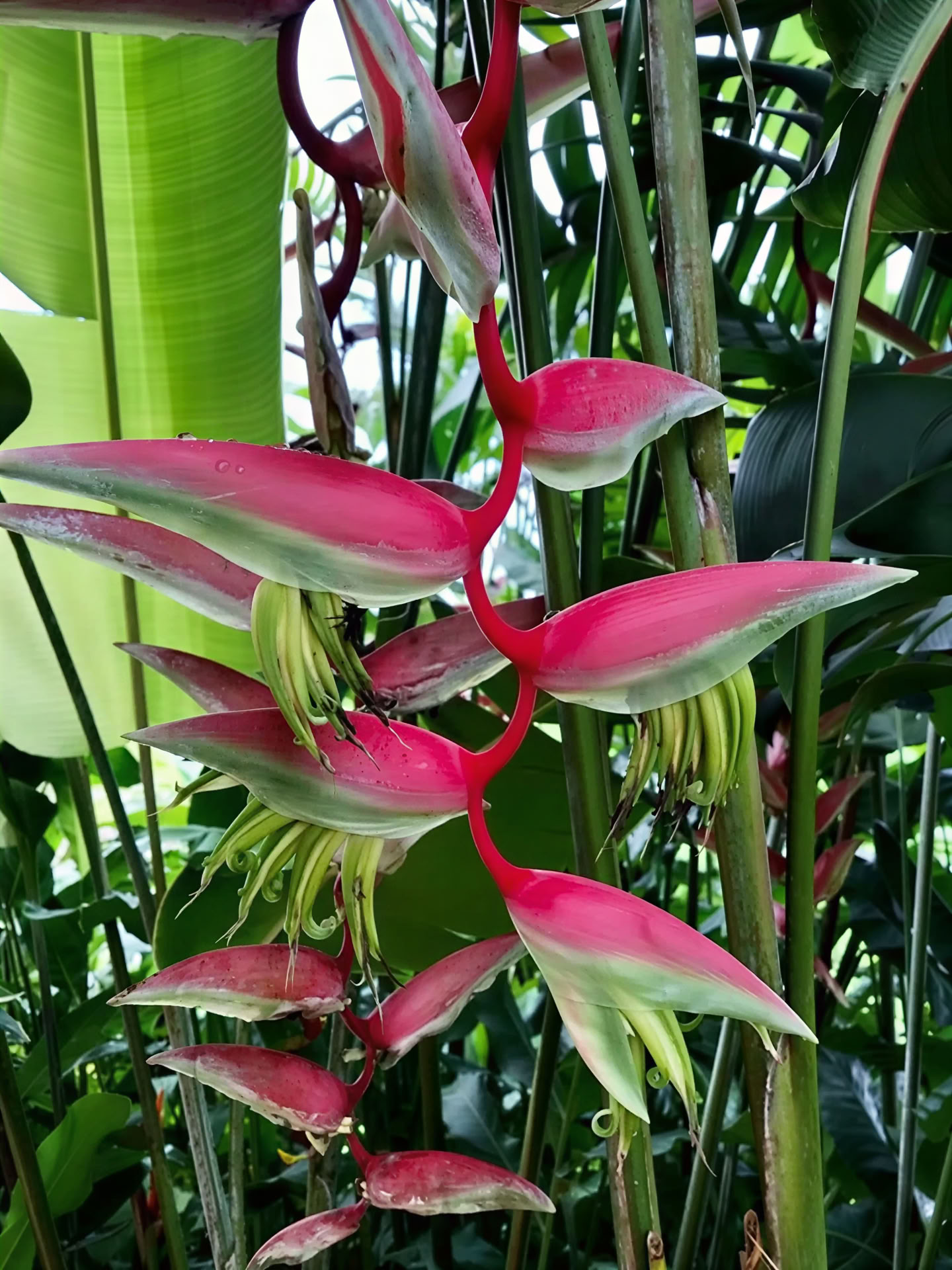 Gesteund door de jungle