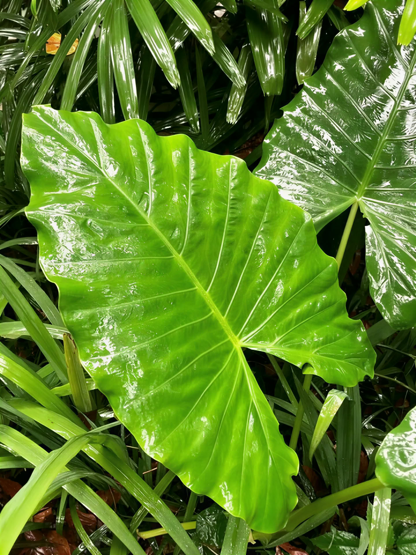 Gesteund door de jungle