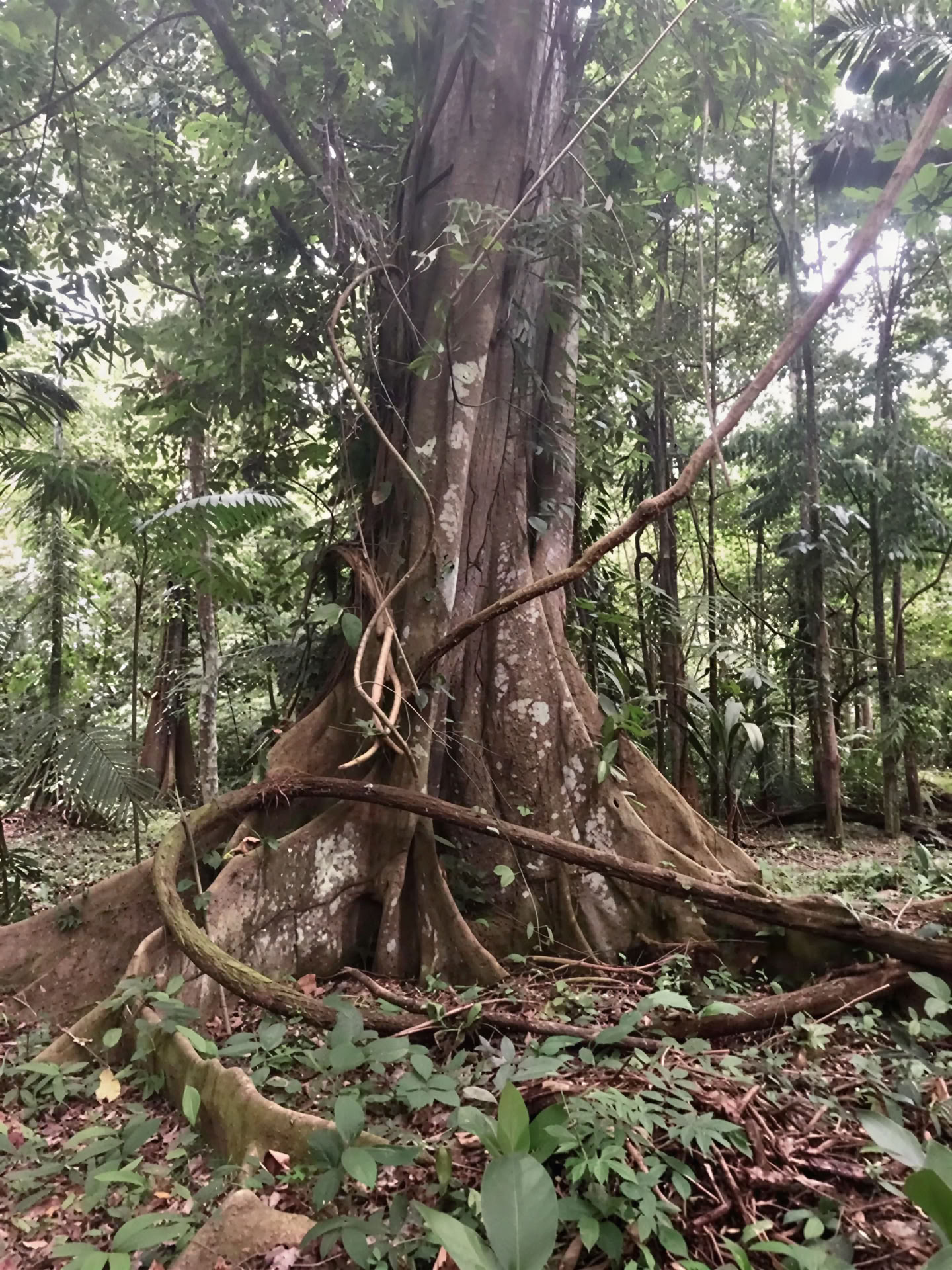 Gesteund door de jungle