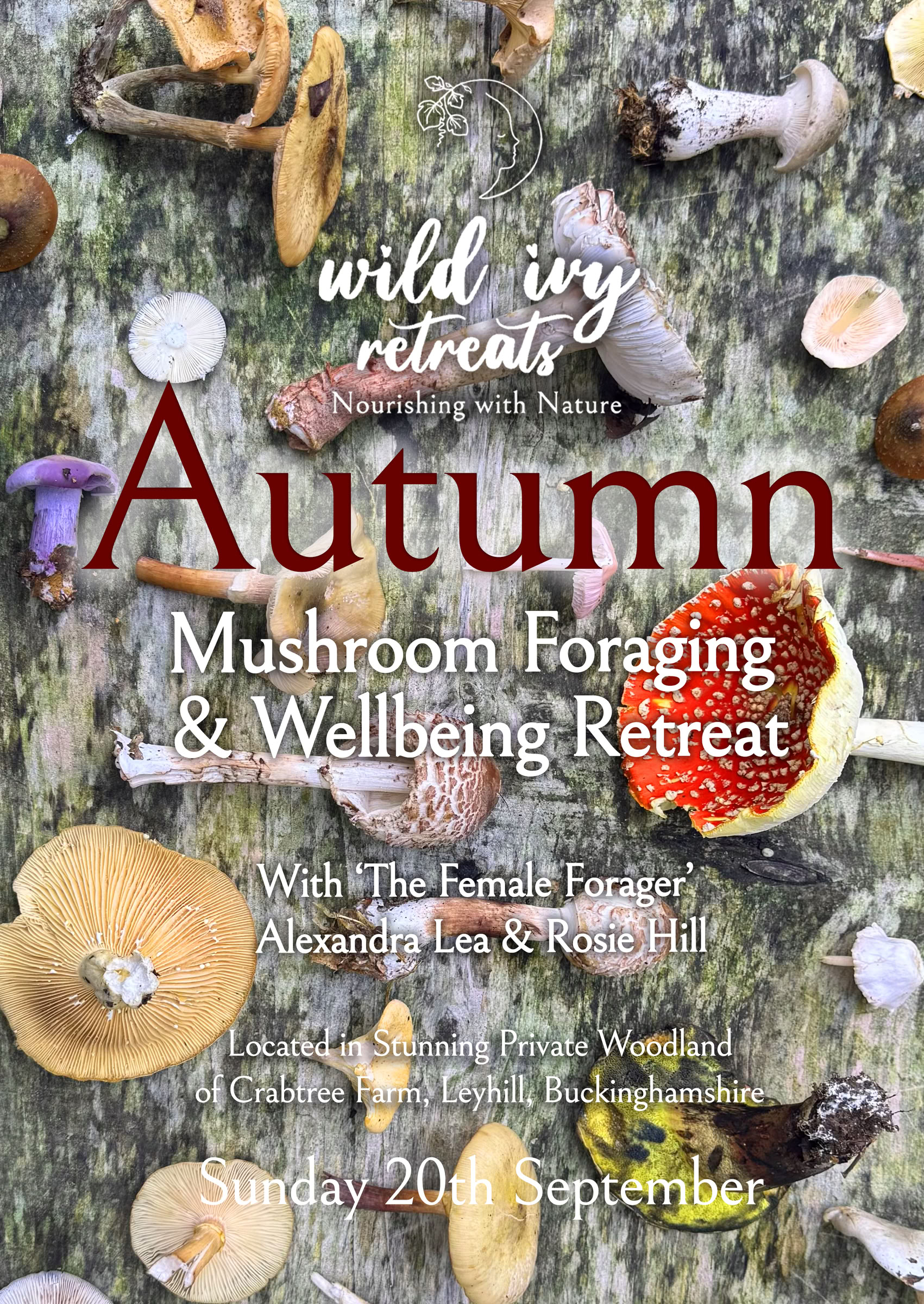 Herfstige Ochtend Paddenstoelen Plukken