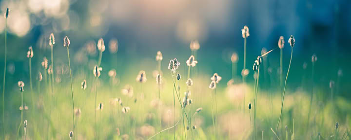 Reiki-deling
