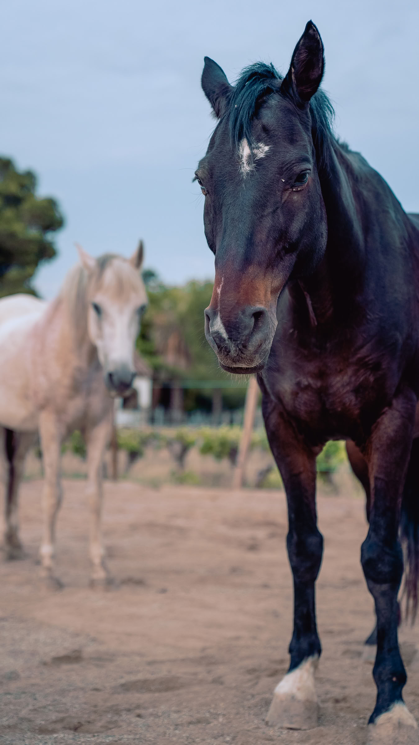 Yoga & Healing met paarden