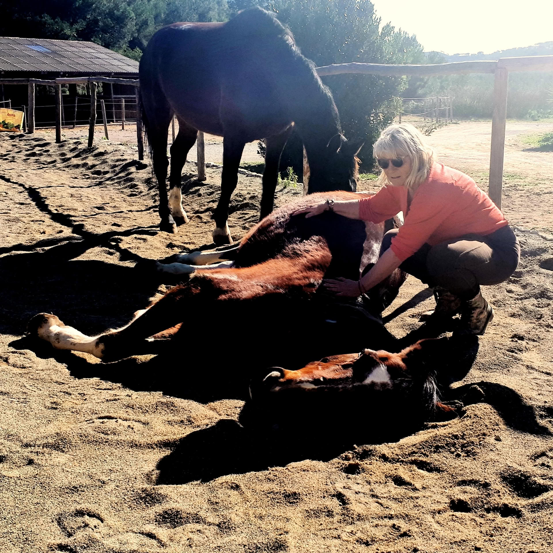 Yoga & Healing met paarden