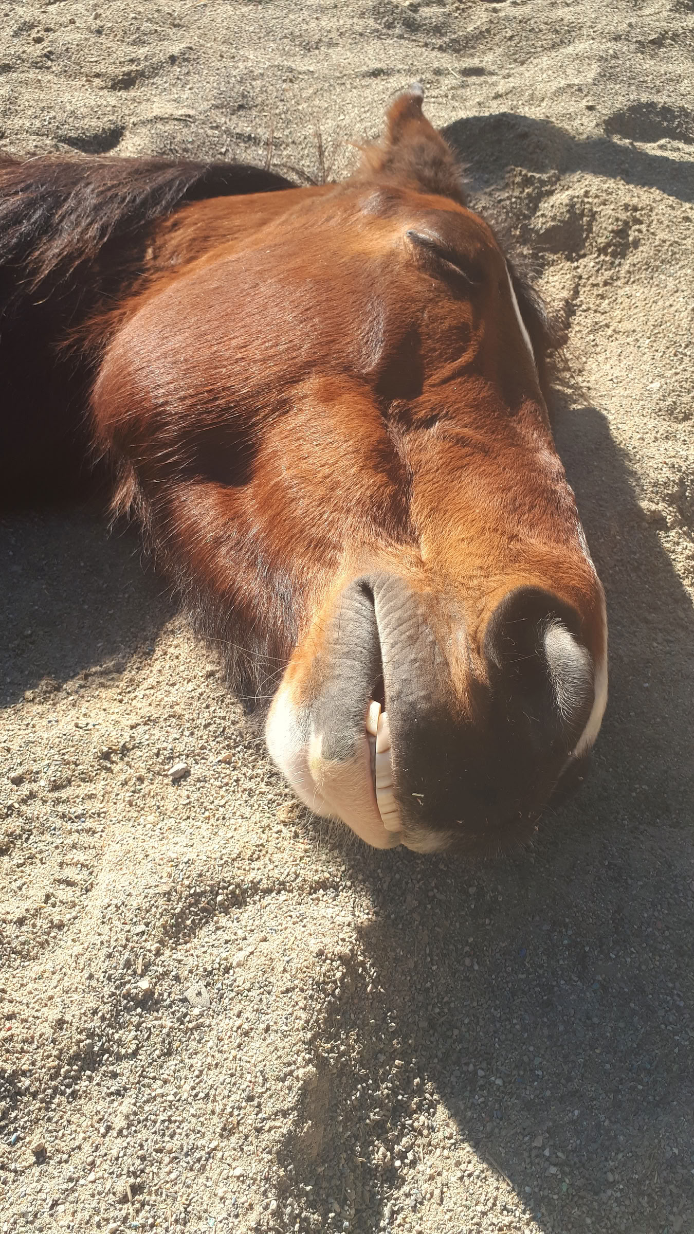 Yoga & Healing met paarden