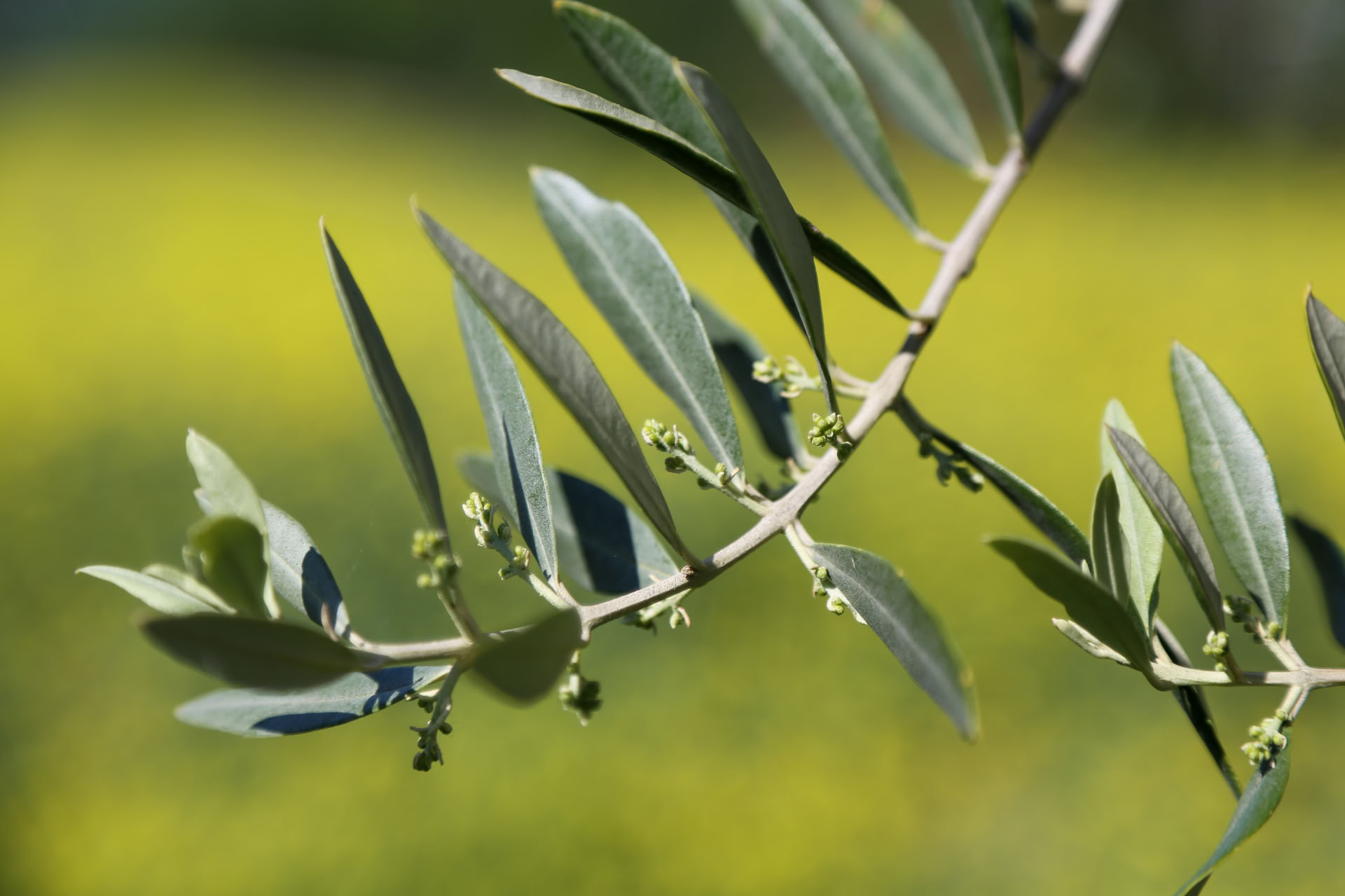 Cortisol Detox-retreat