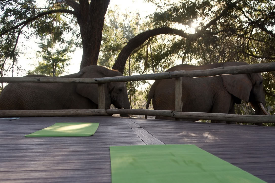 Yoga met olifanten