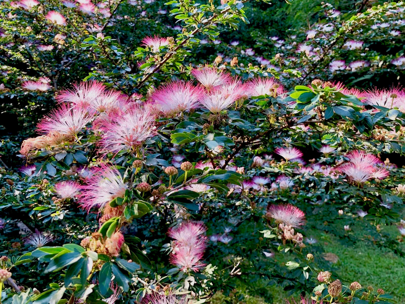Meesterplanten-diëet