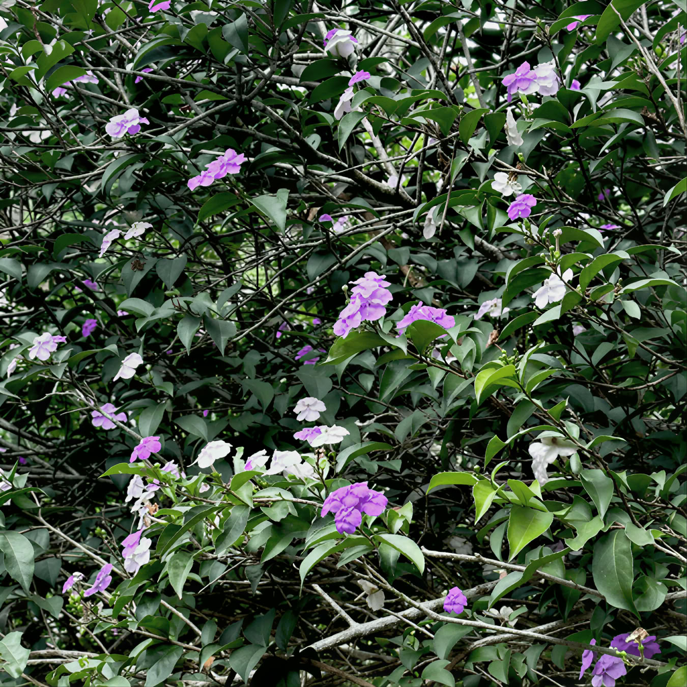 15-daagse meesterplantdieet