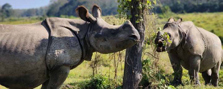 Poon Hill naar Chitwan - Yoga . Wandelen . Ademwerk (Wachtlijst 2026)