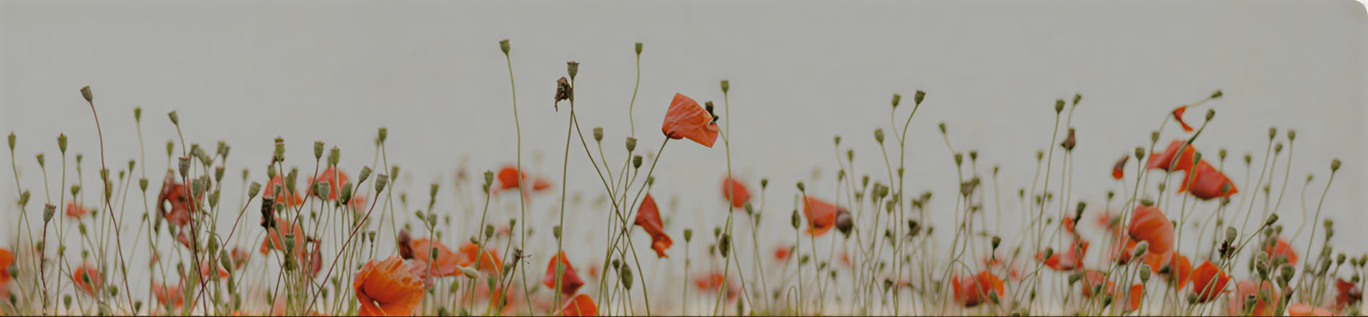 Weekendretreat: Bevrijding van Lijden – Praktische Zelfliefde, Mindfulnessmeditatie en Qigong voor Helderheid, Genezing en Transformatie