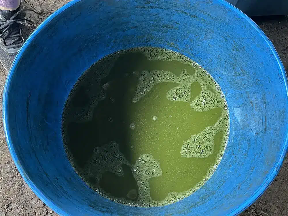 Ayahuasca-retreat met geneeskrachtige sjamaan Taita Miguel