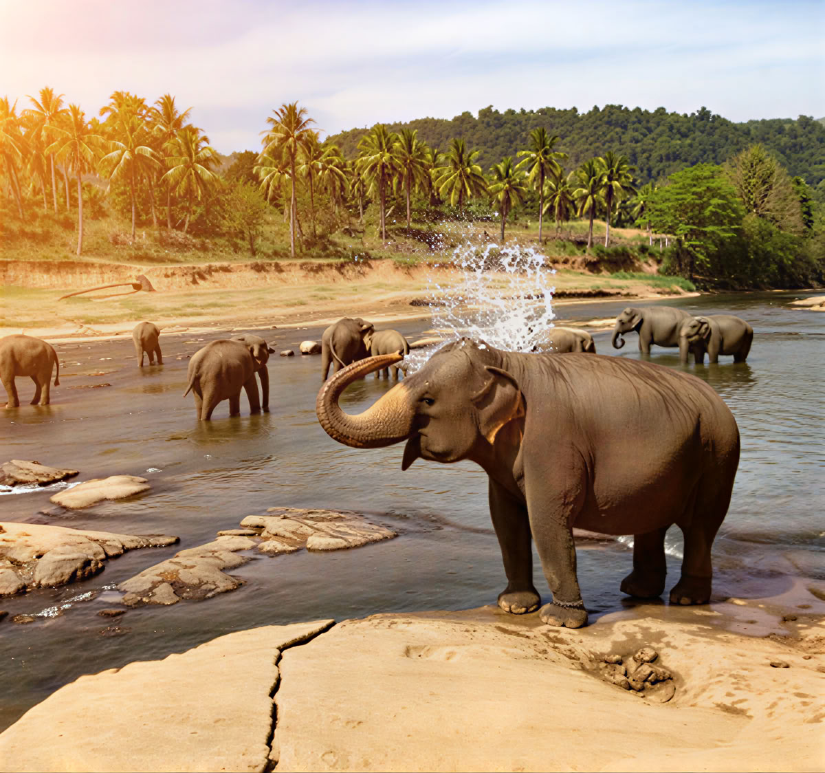 Rustige Paden: 7-daagse Sri Lanka Gelukzaligheid! Yoga, meditatie, cultuur, natuur