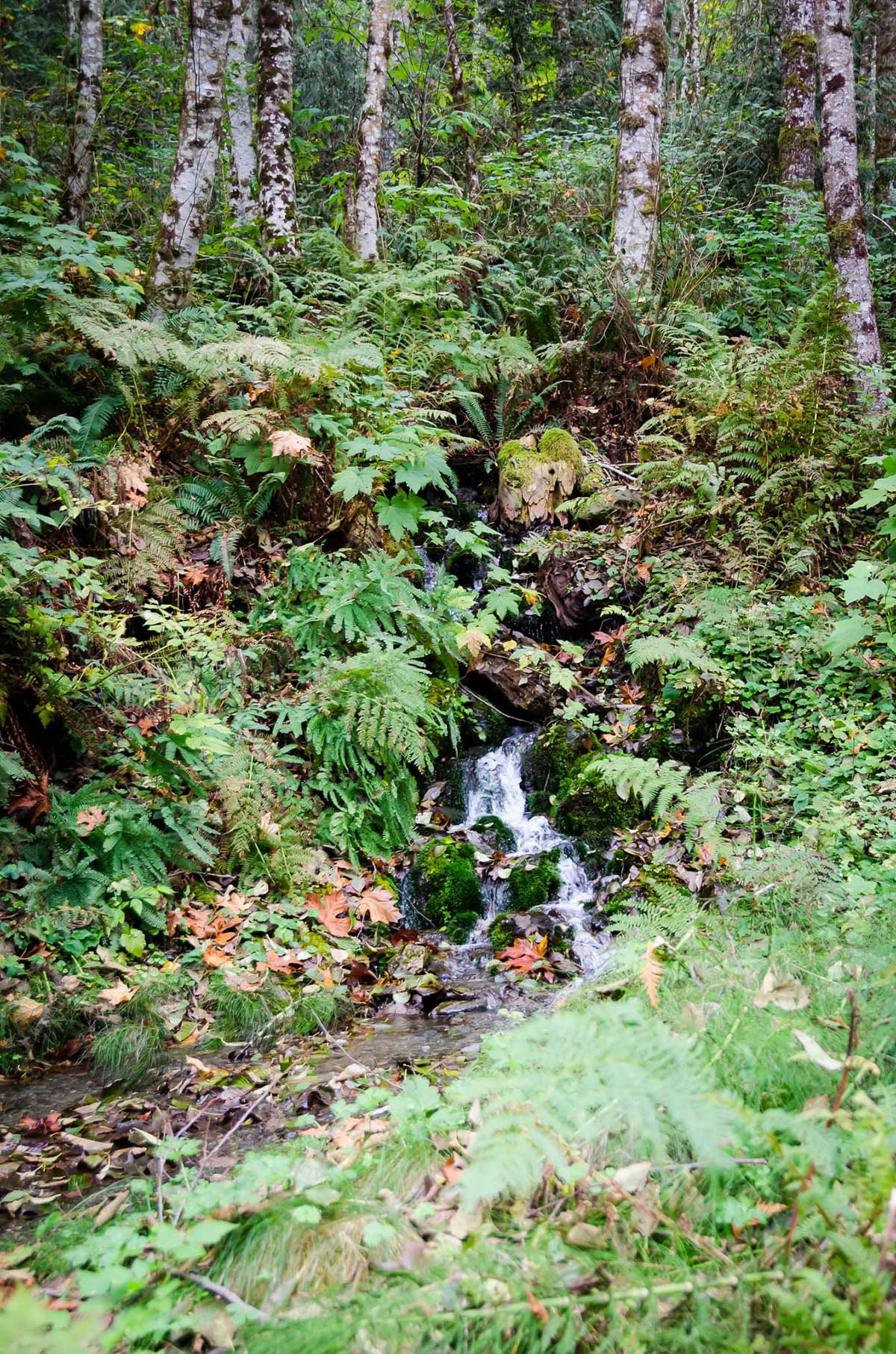 Detox-retreat – Herfstkuur