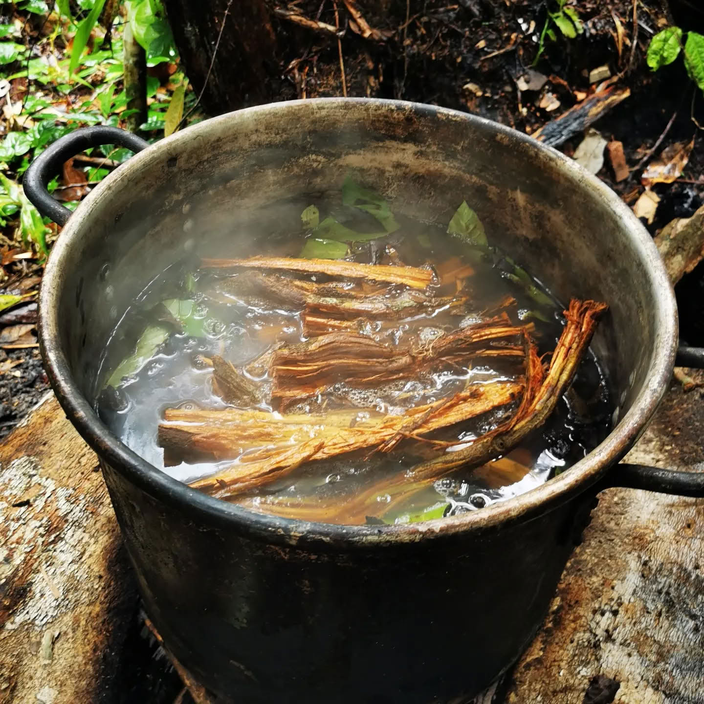 7-daagse ayahuasca-retraite