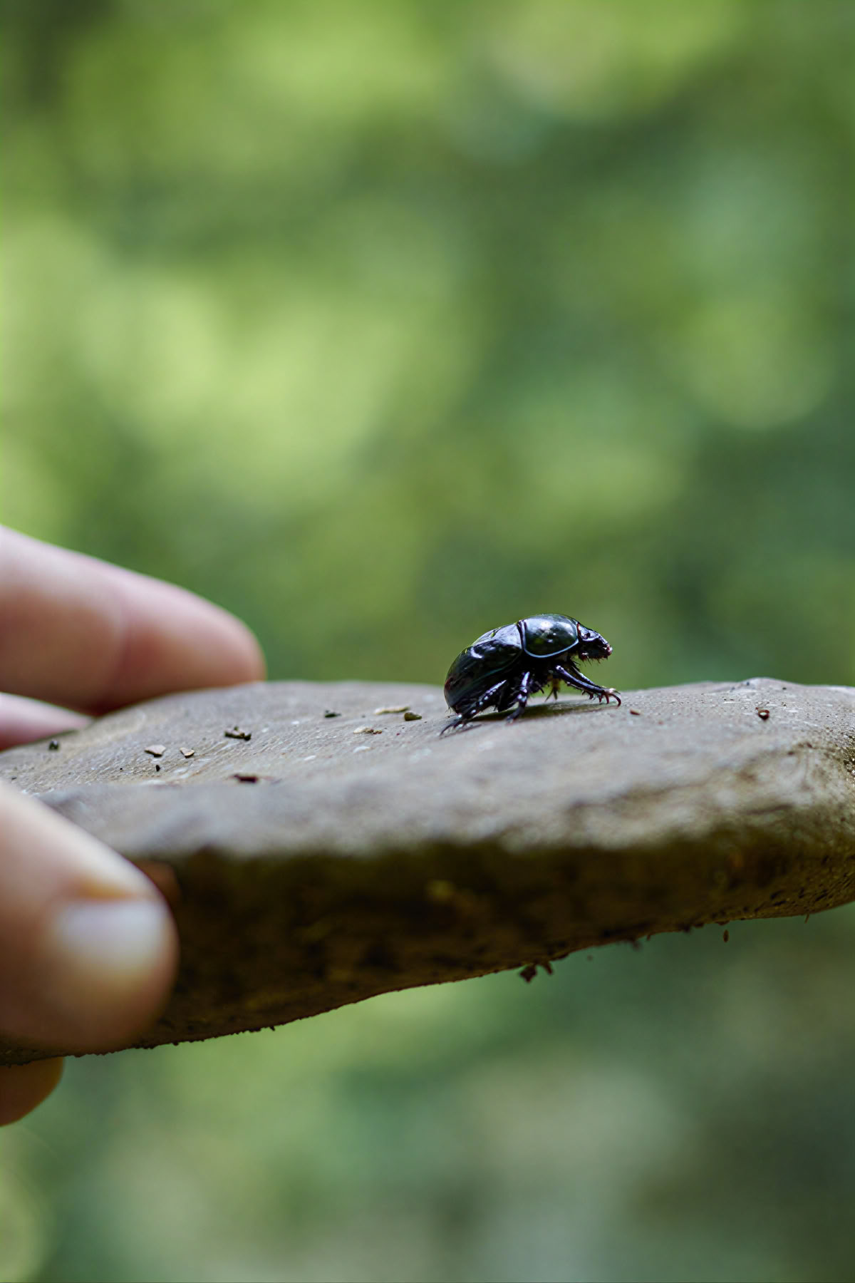 Dansende natuur: retraite met beweging, yoga, kunst en wandelen
