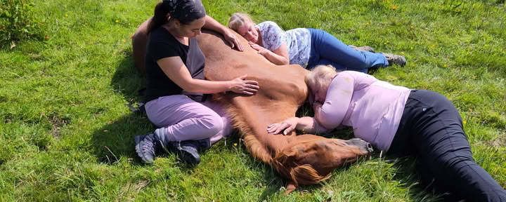 Stille Genezing Met Paarden
