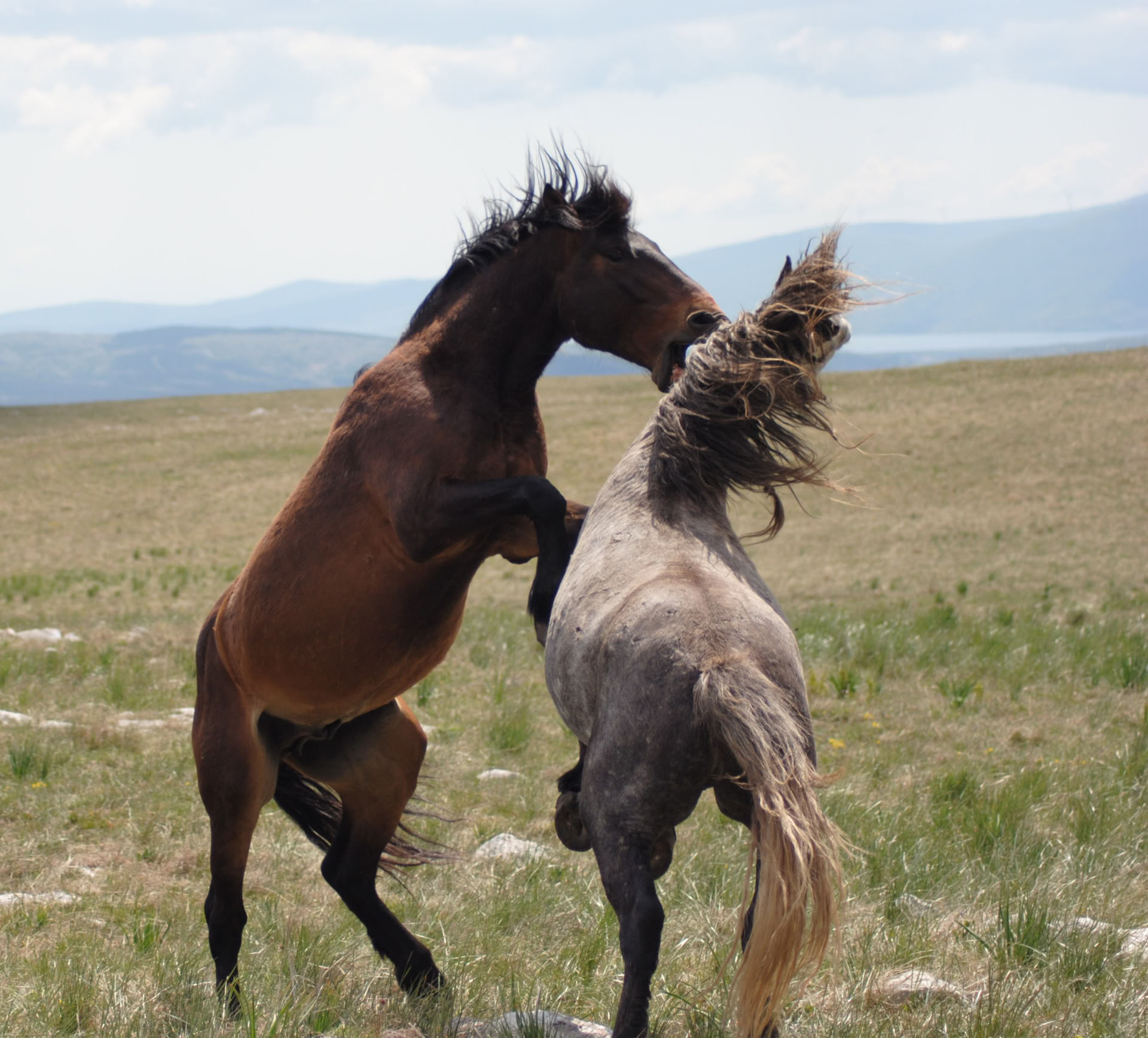 Heling te paard | Bosnië 18 t/m 23 oktober