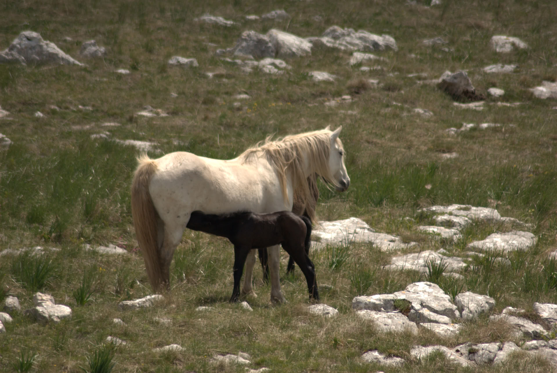 Heling te paard | Bosnië 18 t/m 23 oktober