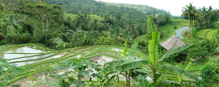 Eenmalig Bali-aanbod