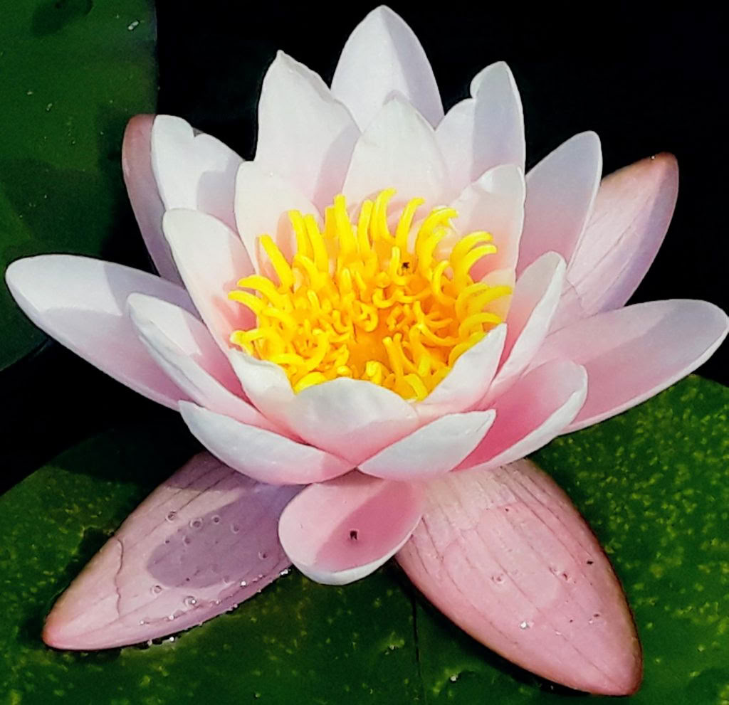Meditatie met Gemak – Een Mindful Stilte Retraite