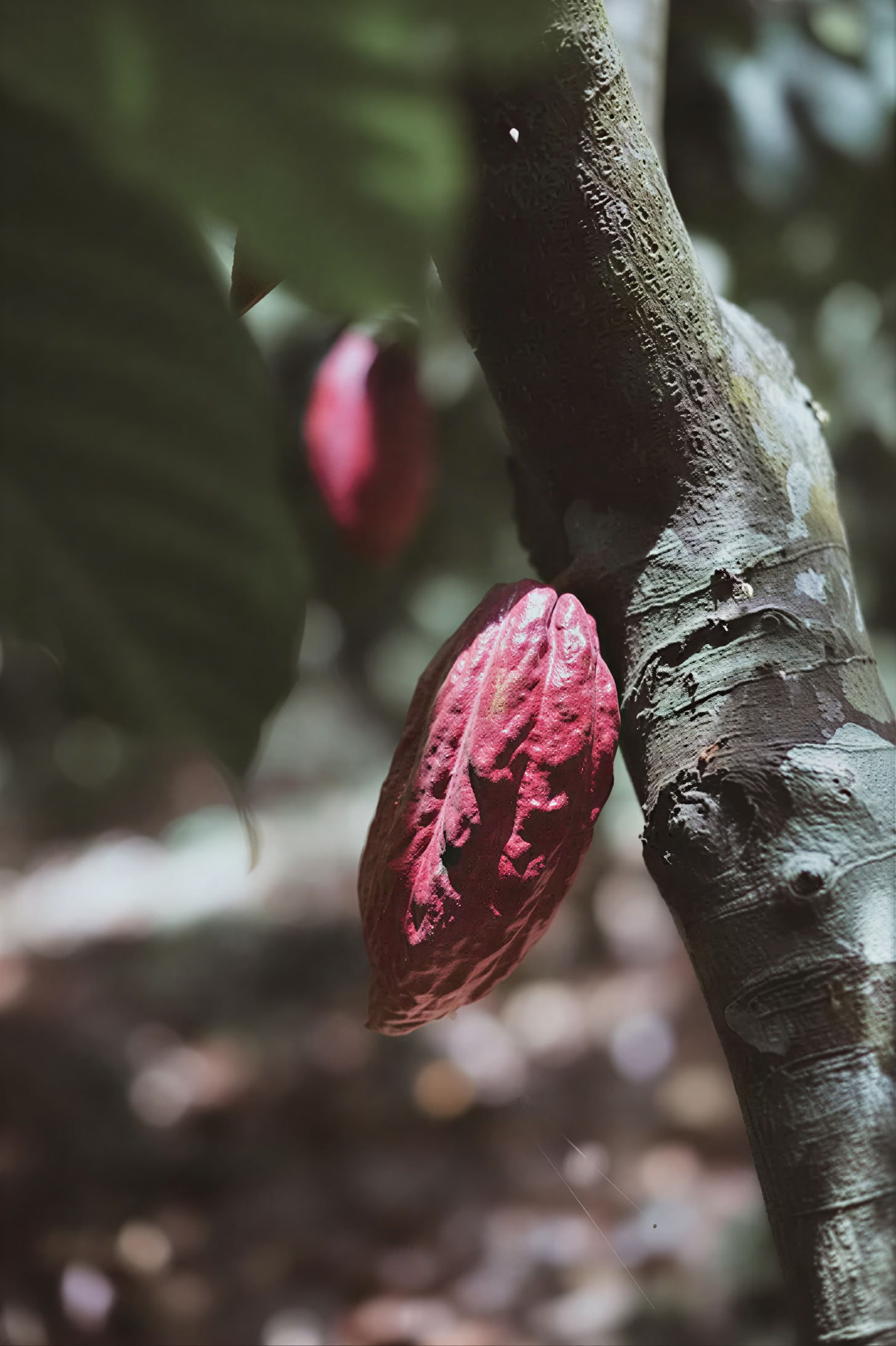 Inside Cacao - Inloopworkshop