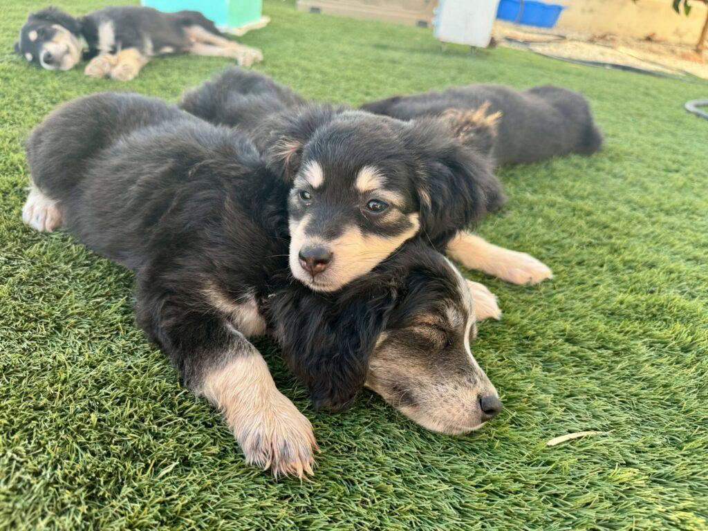 Puppyyogales