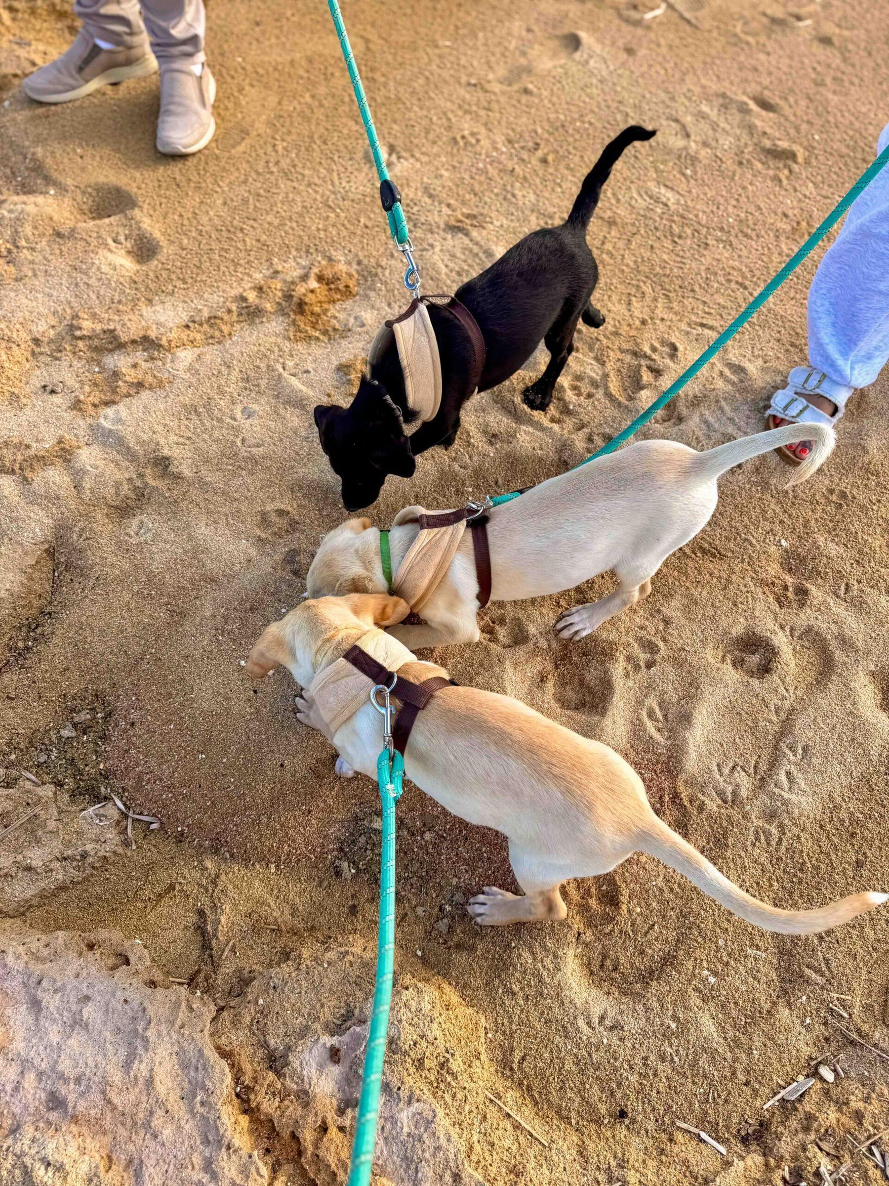 Puppy strandwandeling