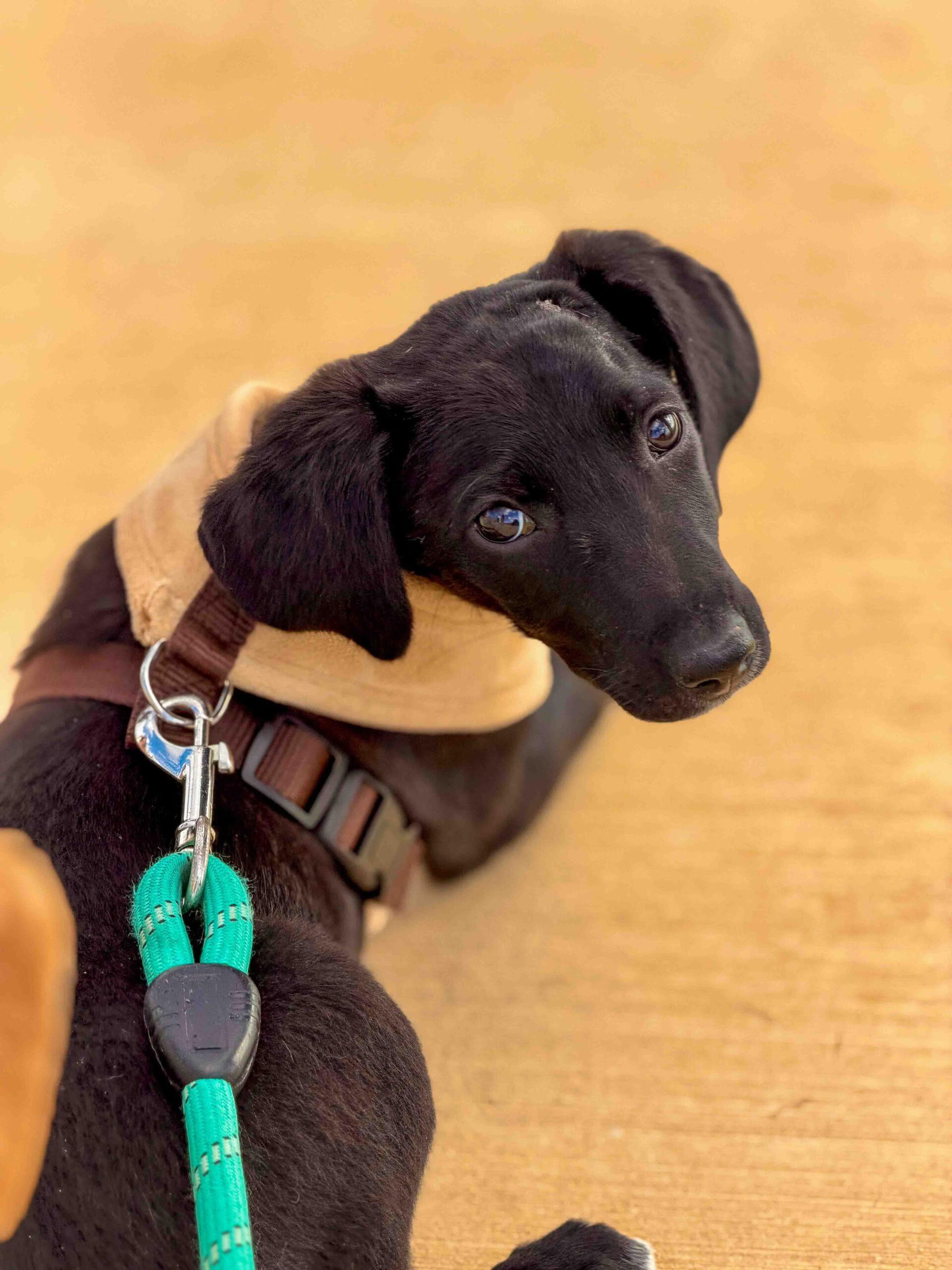Puppy strandwandeling